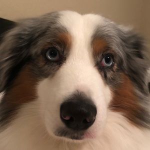 Meet your Posher, Steven